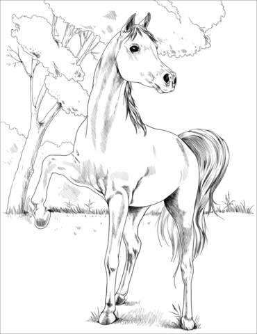 Egyptian Arabian Coloring Page